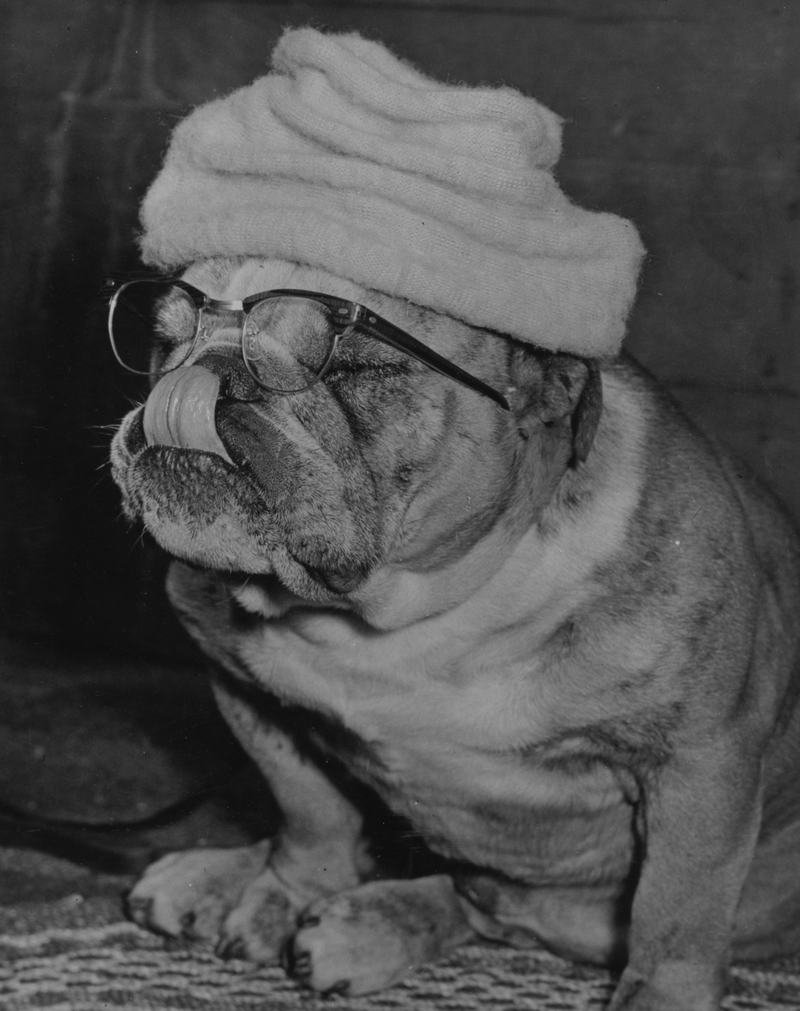 Bulldogs, on the other hand, have faces perfectly designed for glasses. (Photo: Fox Photos/Getty Images)